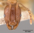 Aphaenogaster friederichsi casent0101053 head 1.jpg
