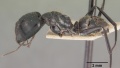 Camponotus arminius casent0102445 profile 1.jpg