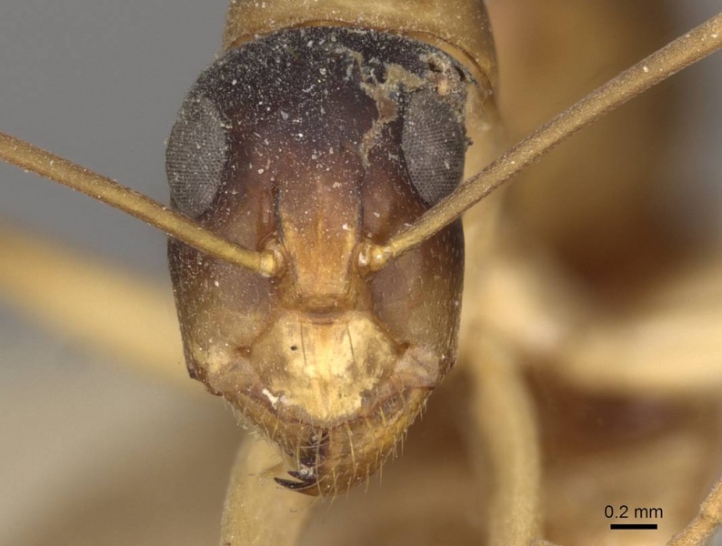 File:Camponotus discors casent0910291 h 1 high.jpg