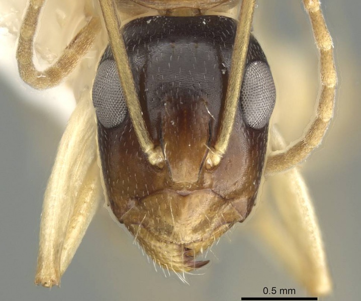 File:Camponotus guidae casent0915759 h 1 high.jpg