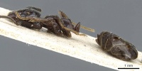 Camponotus korthalsiae casent0905443 p 1 high.jpg