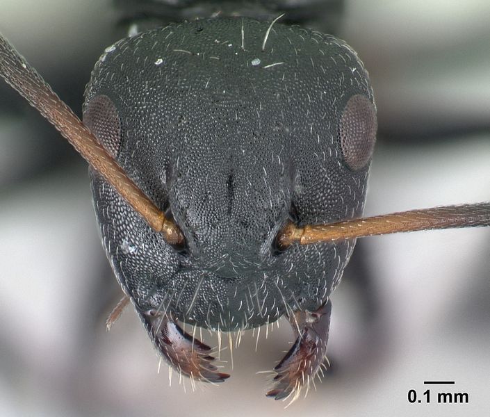 File:Camponotus mifaka casent0217301 h 1 high.jpg