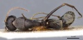 Camponotus rufoglaucus casent0905356 d 1 high.jpg