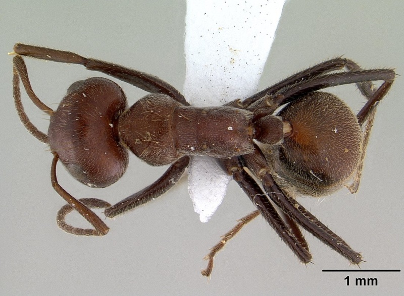 File:Camponotus saundersi casent0179025 dorsal 1.jpg