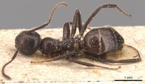 Camponotus vitreus casent0905470 d 1 high.jpg