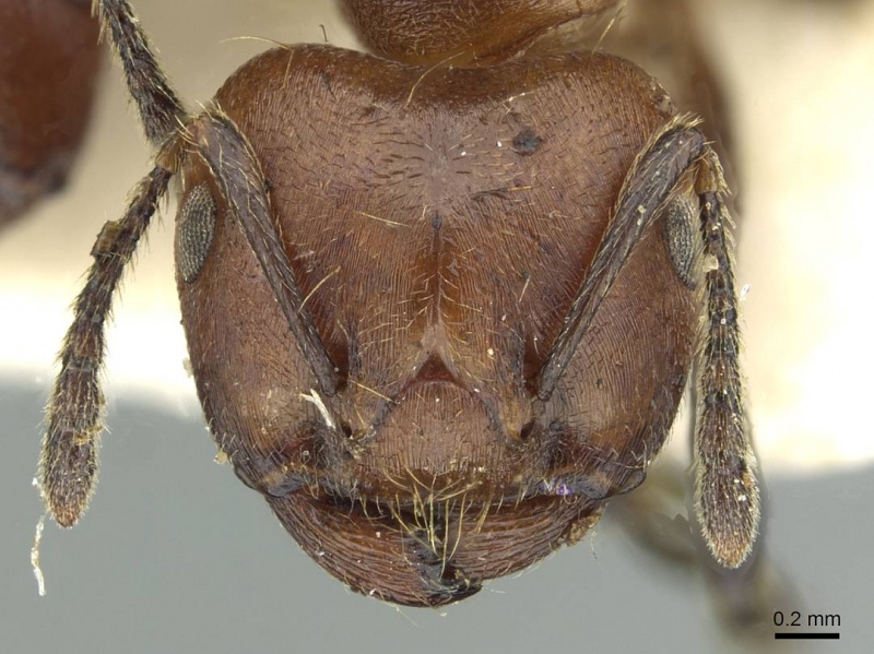 File:Crematogaster buchneri casent0912626 h 1 high.jpg