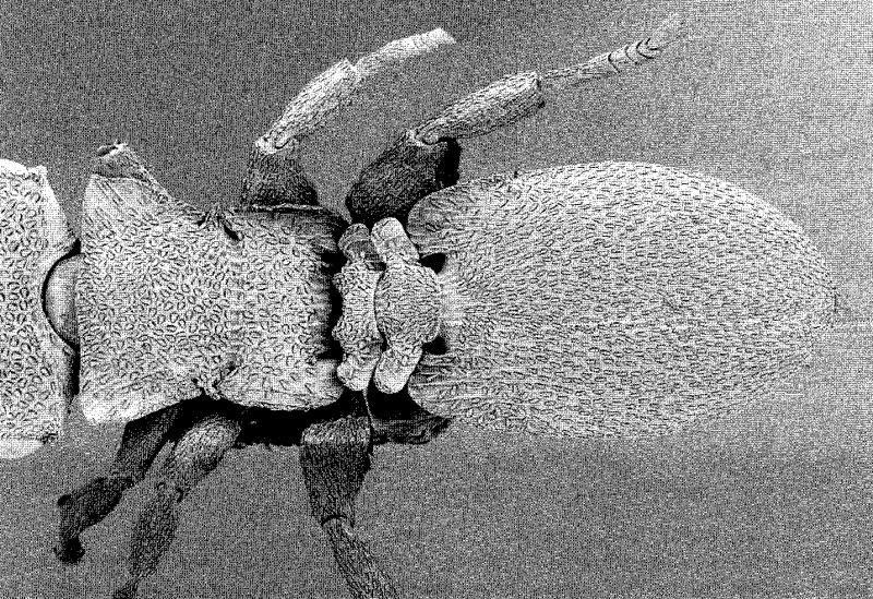 File:De Andrade 1999 Cephalotes OCR - Copy-452 Cephalotes-persimplex.jpg