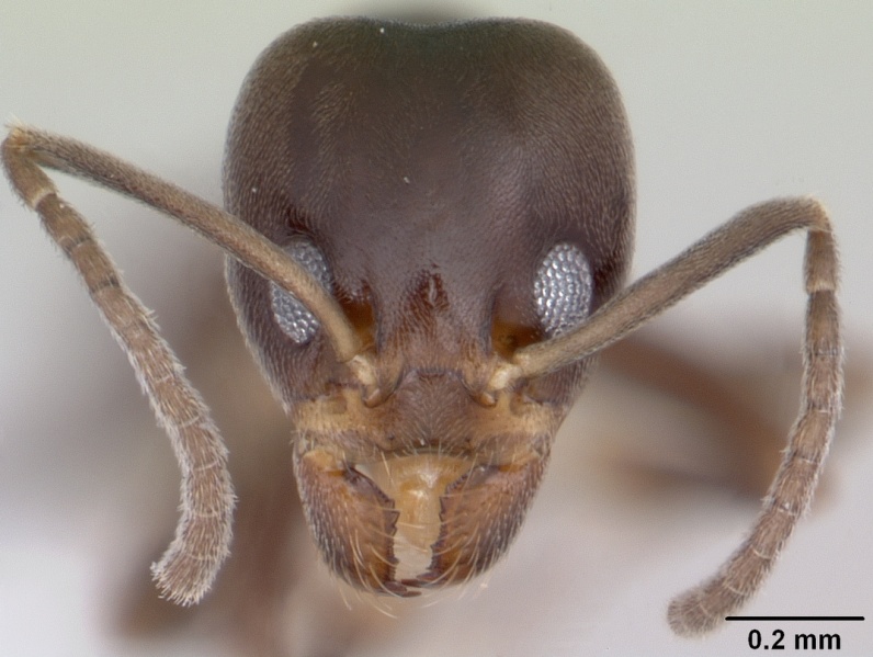 File:Linepithema neotropicum casent0104903 head 1.jpg