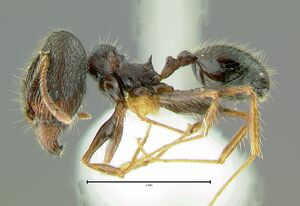 Pheidole-aglaeLM2.5x.jpg