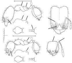 Pheidole exquisita Wilson 2003.jpg