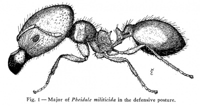 Pheidole militicida - AntWiki