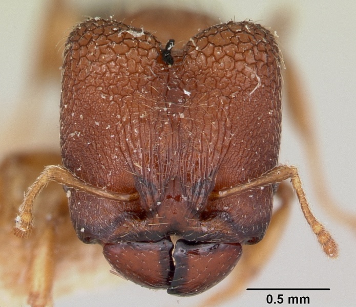 File:Pheidole nemoralis petax casent0101321 head 1.jpg