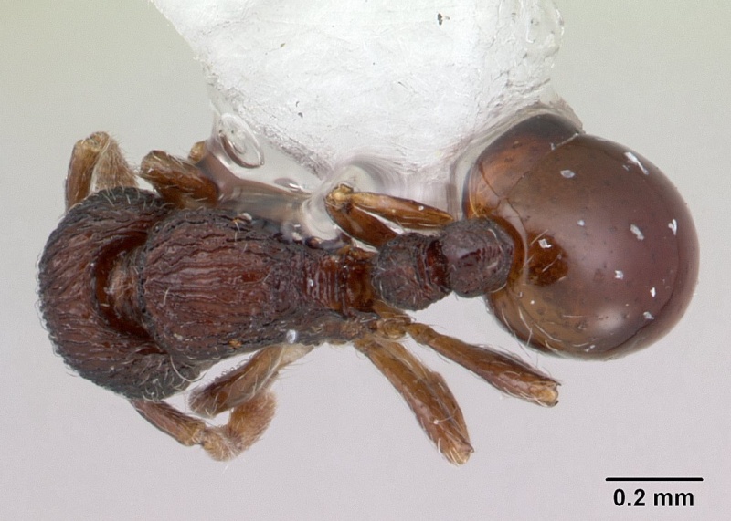 File:Adelomyrmex betoi jtlc000003150 dorsal 1.jpg