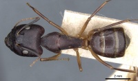 Camponotus cecconii casent0905302 d 1 high.jpg