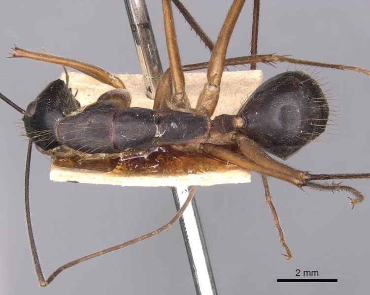 File:Camponotus pompeius casent0905240 d 1 high.jpg