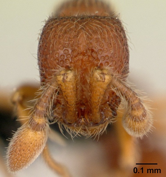 File:Cerapachys wroughtoni casent0099945 head 1.jpg