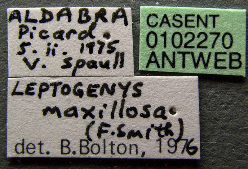 File:Leptogenys maxillosa casent0102270 label 1.jpg