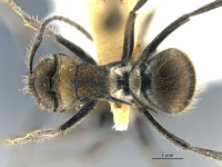 MCZ ENT Polyrhachis limbata had 0001.jpg