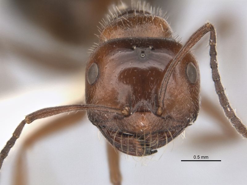 File:Melophorus sericothrix major head ANIC32-900103.jpg