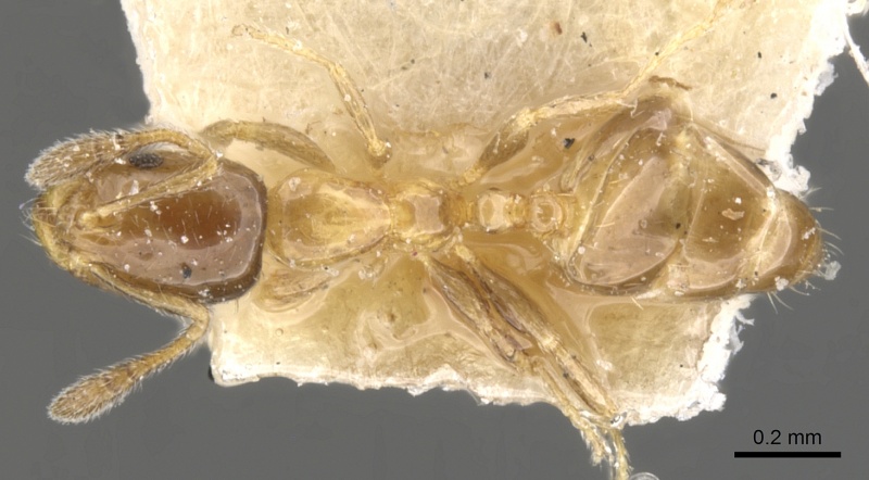 File:Monomorium musicum casent0902258 d 1 high.jpg