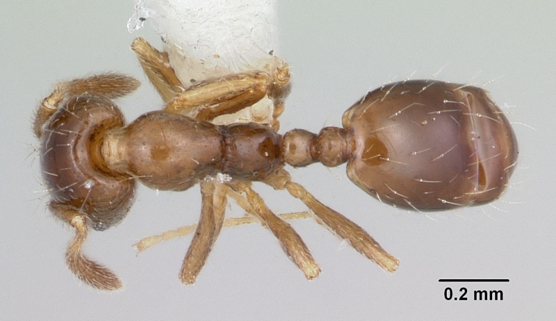 File:Monomorium termitobium casent0003327 dorsal 1.jpg