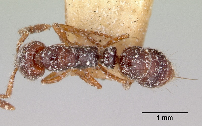 File:Myopias tasmaniensis casent0172088 dorsal 1.jpg