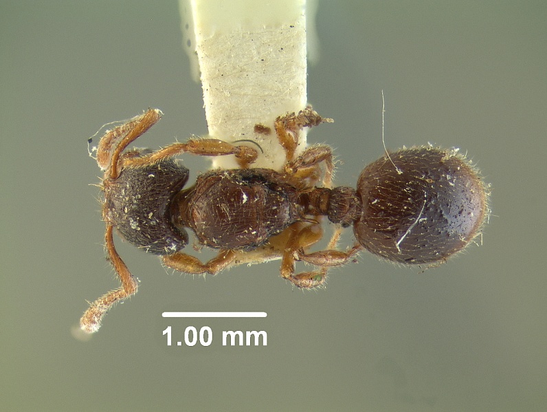 File:Myrmecina latreillei-subsp.-americana 20984 20984 had.jpg