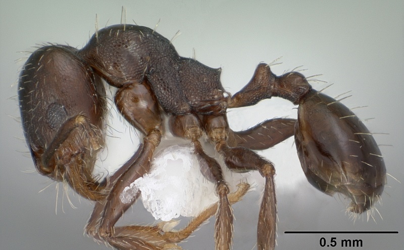 File:Pheidole pilifera casent0102867 profile 1.jpg