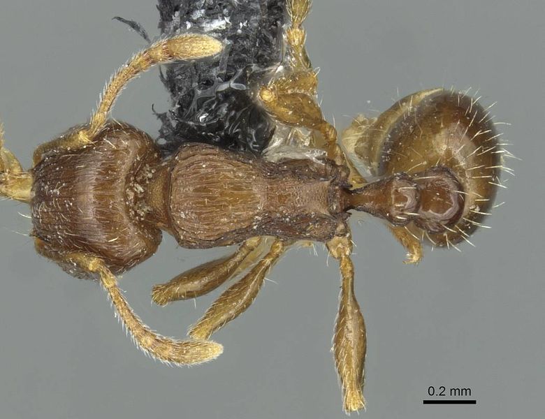 File:Tetramorium indocile casent0913998 d 1 high.jpg