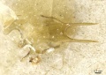 Aenictus mutatus casent0911435 p 3 high.jpg
