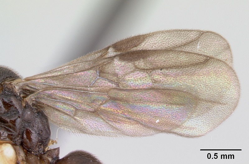 File:Anochetus katonae casent0178259 profile 2.jpg