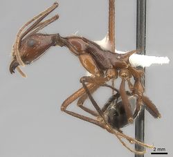 Aphaenogaster ensifera casent0217816 p 1 high.jpg