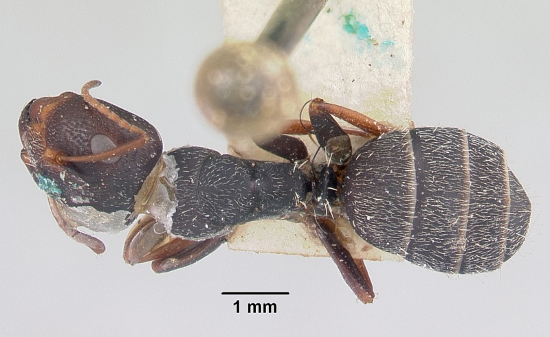 File:Camponotus grandidieri casent0101369 dorsal 1.jpg