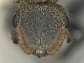 MCZ ENT Cephalotes auricomus hef.jpg