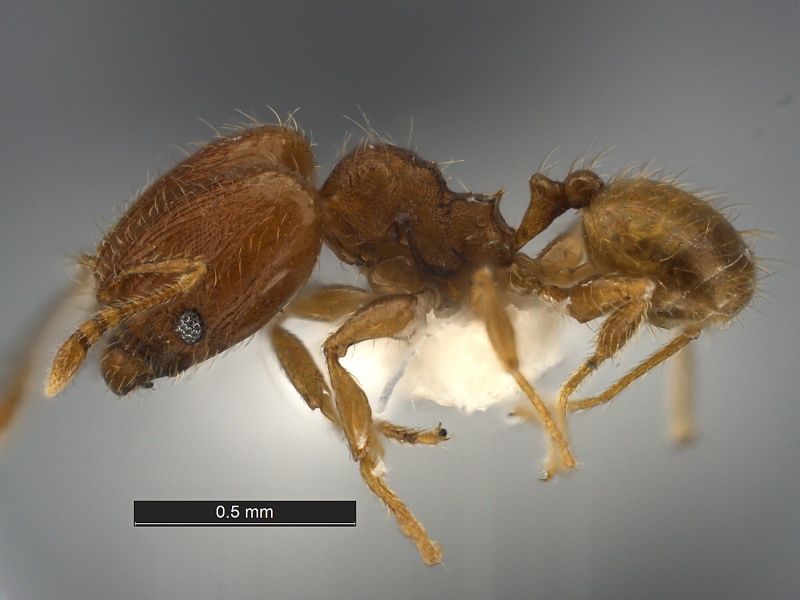 File:Pheidole-flavens-MCZ001L.jpg