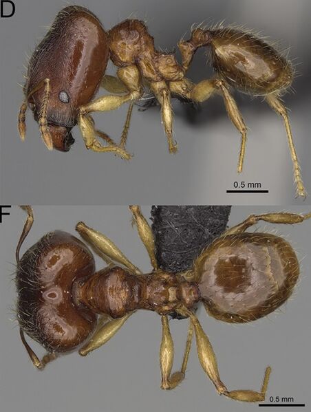 File:Pheidole boribora F73df.jpg