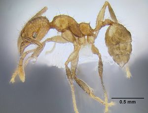 Pheidole lucioccipitalis casent0106275 p 1 high.jpg