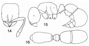 Proceratium longmenense.jpg