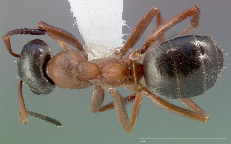 File:Formica neorufibarbis casent0005371 dorsal 1.jpg