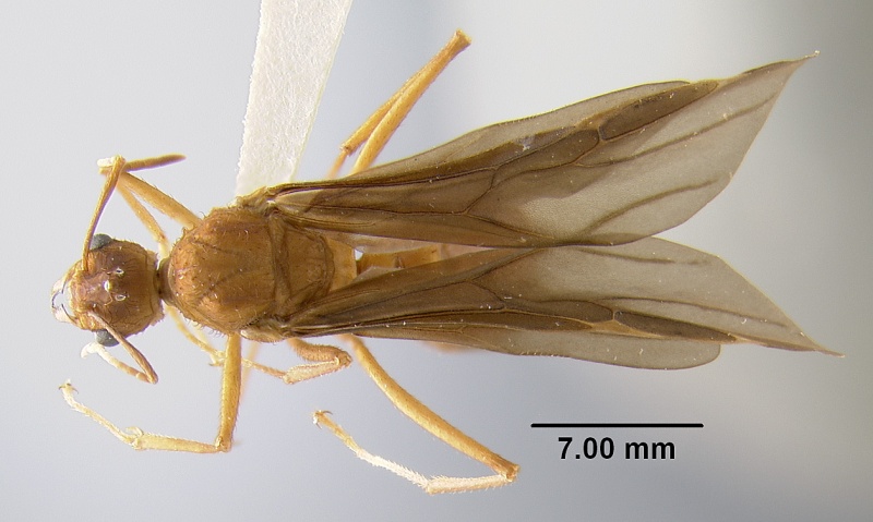 File:MCZ-ENT00511496 Acromyrmex insinuator had.jpg