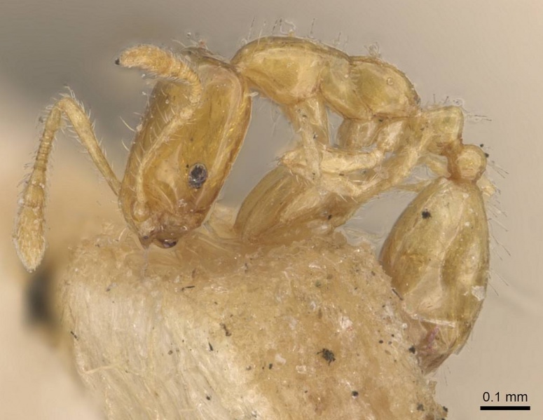 File:Monomorium atomum casent0908763 p 1 high.jpg