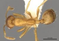 Monomorium minor casent0914312 d 1 high.jpg