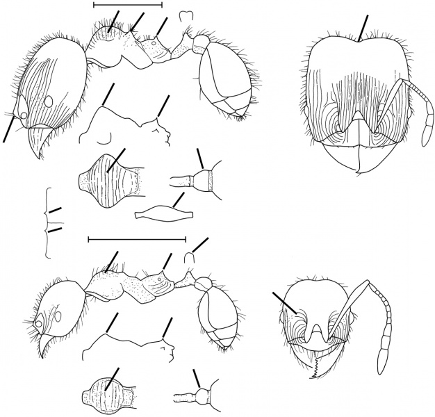 File:Pheidole balzani Wilson 2003.jpg