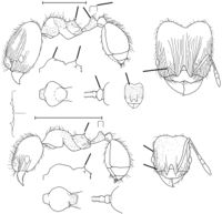 Pheidole chalca Wilson 2003.jpg