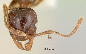 Pheidole punctulata spinosa casent0101570 head 1.jpg