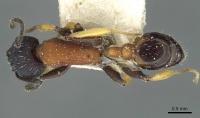 Temnothorax isabellae casent0912950 d 1 high.jpg