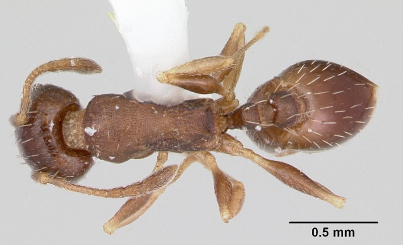 File:Temnothorax nevadensis casent0103389 dorsal 1.jpg