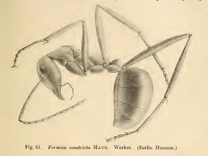 Wheeler 1915i-145 Cataglyphoides-constrictus.jpg
