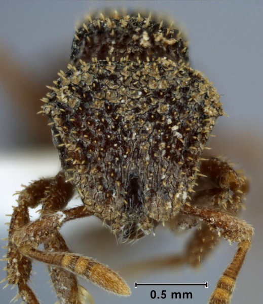 File:Calyptomyrmex lineolus ANIC32-047439 head 40-Antwiki.jpg