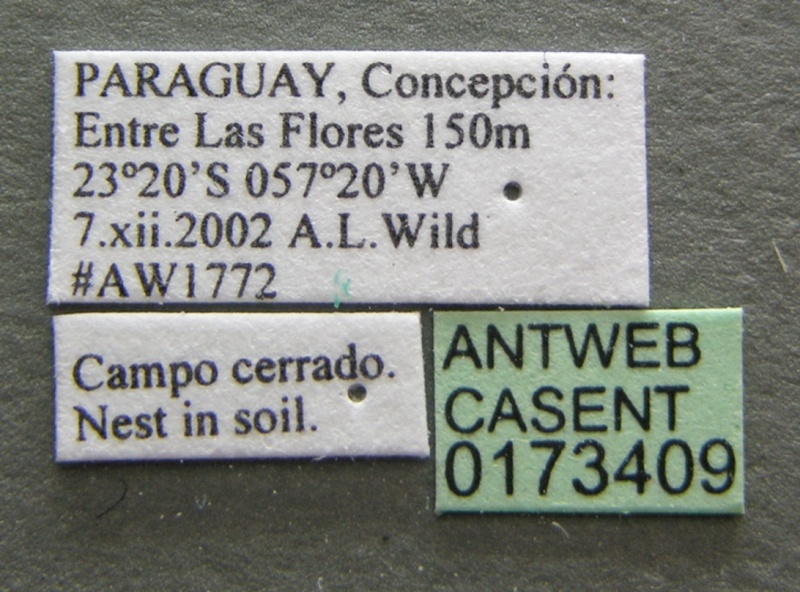 File:Camponotus crispulus casent0173409 label 1.jpg
